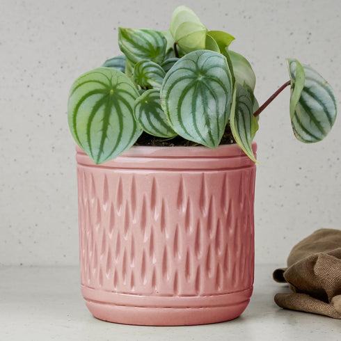 Pink Carved Cylindrical Ceramic Planter - The Earth Store - Planter